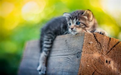 small gray kitten, cute animals, pets, cats, wooden log