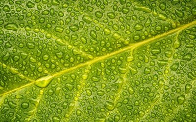 green leaf, water droplets, wet leaf, leaf texture