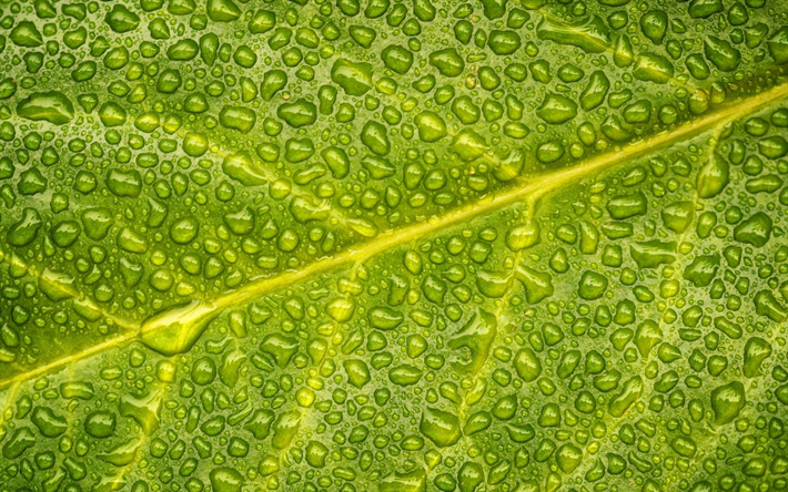folha verde, as gotas de &#225;gua, molhado folha, folha de textura