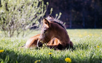 small brown horse, green grass, farm, horses