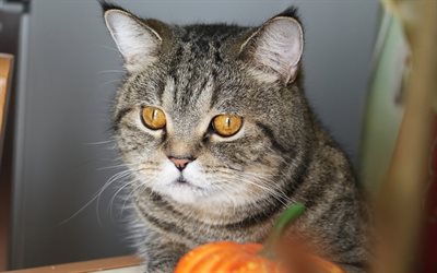 gray big cat, portrait, British shorthair cat, cat breeds, big green eyes