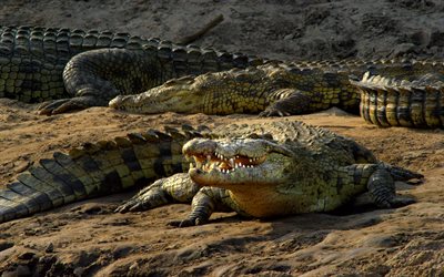 Nile Crocodile, African crocodile, predator, 4k, Africa, wildlife, dangerous animals, reptiles, Crocodylus niloticus