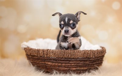 Chihuahua, black puppy, small dog, pets, cute animals, basket