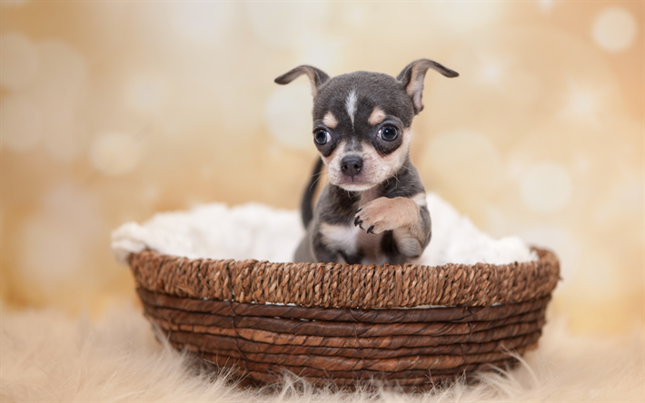 Chihuahua, musta pentu, pieni koira, lemmikit, s&#246;p&#246;j&#228; el&#228;imi&#228;, kori