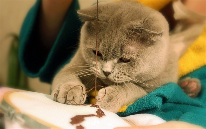 Gato British Shorthair, gatinho, gato cinzento, animais fofos, animais de estima&#231;&#227;o, gatos, o gato dom&#233;stico, British Shorthair