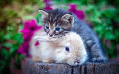 small gray kitten, brown fluffy rabbit, friendship concepts, cute animals, cat and rabbit