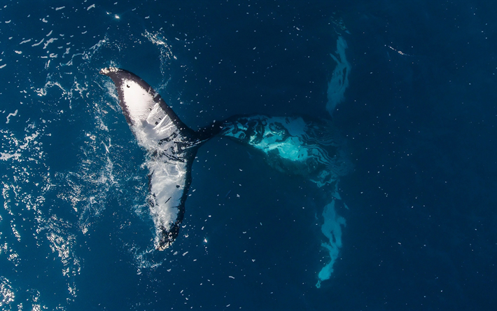 humpback whale, big tail, ocean, whales, top view