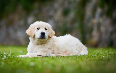 Golden Retriever, 4k, valp, s&#246;ta djur, liten labrador, hunden p&#229; en promenad, hundar, husdjur, labradors, Golden Retriever Hund