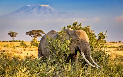 elephant, savannah, wildlife, african elephant, elephants, Africa, Elephantidae