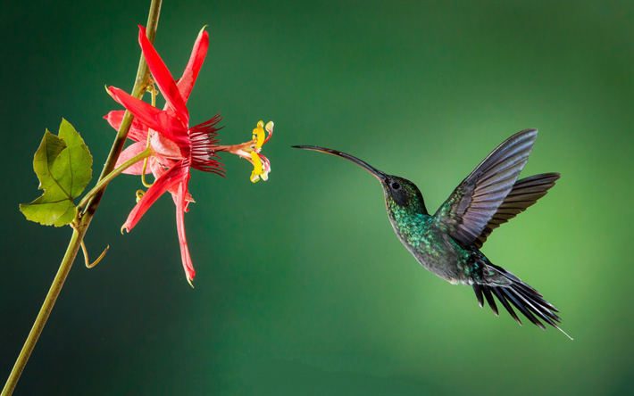 Hummingbird, Piccoli Uccelli, Fiori, Uccelli Bellissimi, Foresta Pluviale, Fiore Rosso