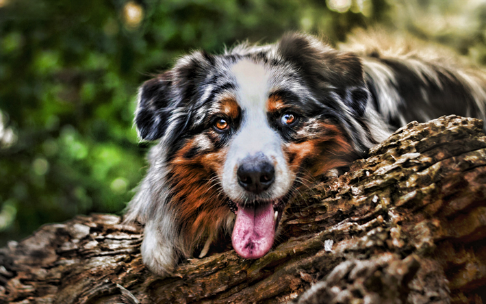 Australian Shepherd, summer, HDR, bokeh, forest, pets, dogs, cute animals, Aussie, Australian Shepherd Dog, Aussie Dogs