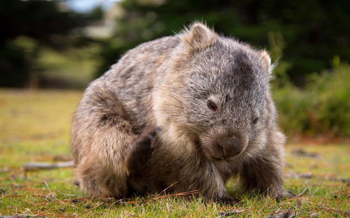 Wombat, Austr&#225;lia, animais fofos, pequena Vombate, a flora e a fauna da Austr&#225;lia