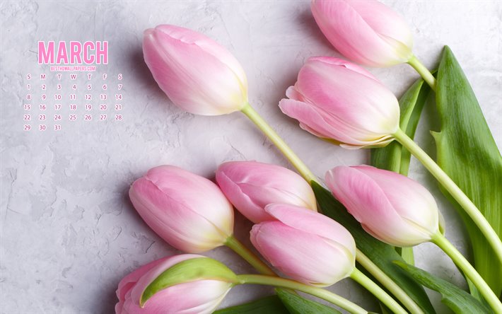 2020 Marzo Calendario, rosa, tulipani, fiori rosa, 2020 calendari, Marzo, 2020 concetti, Marzo 2020 Calendario