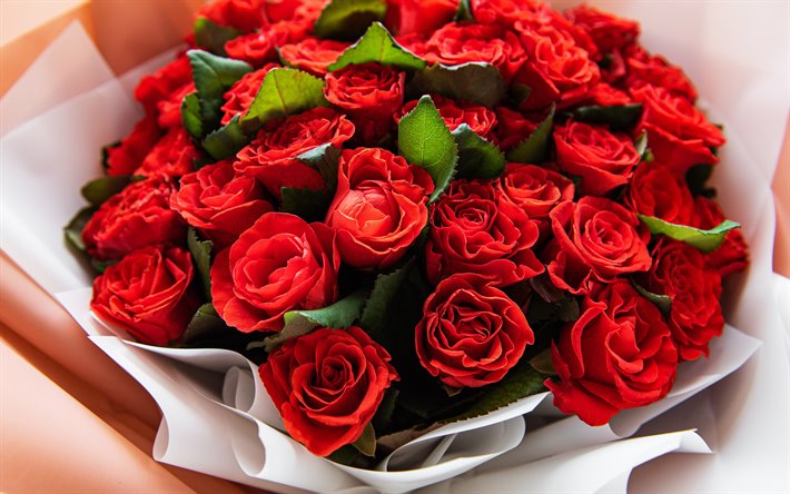 des roses rouges, rouge magnifique bouquet, bouquet de roses, fond avec des roses, des roses