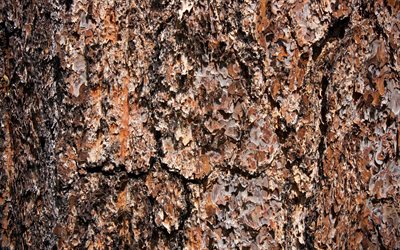 pine bark konsistens, makro, brunt tr&#228; bakgrund, tr&#228; bark, bruna tr&#228;d, tr&#228;-bakgrund, tr&#228;-texturer