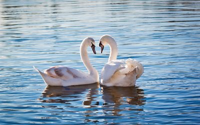 White swans, beautiful birds, lake, pair of swans