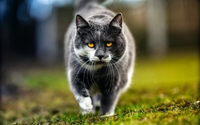 Gray cat, green grass, pets, cats