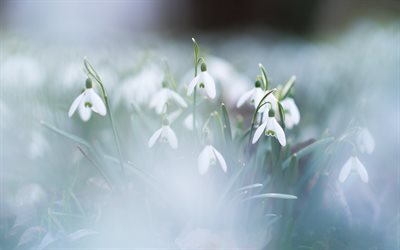 Snowdrops, spring, morning, dew, spring flowers