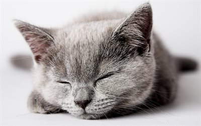 British shorthair gatto, il sonno, il muso, close-up, simpatici animali, gatti