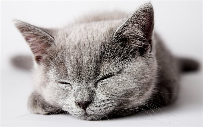 イギリスshorthair猫, 睡眠, マズル, 近, かわいい動物たち, 猫