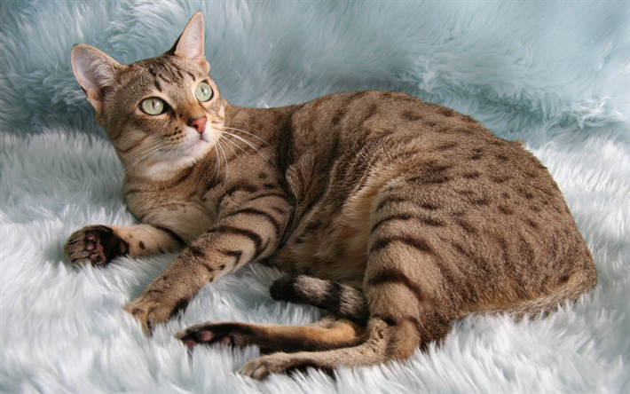 Kedi, kısa Avustralya Sis, cins t&#252;yl&#252; kedi, sevimli hayvanlar, kedi, kahverengi kedi, 4k, Avustralya