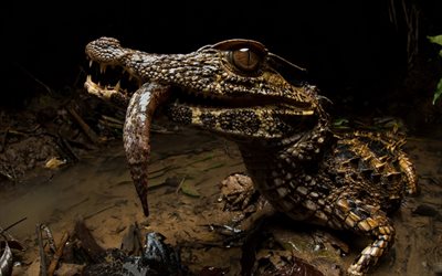 Crowned dwarf caiman, crocodile, predator, caiman, wildlife, dangerous animals, Paleosuchus trigonatus
