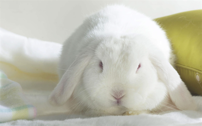 beyaz tavşan, 4k, sevimli hayvanlar, tavşan, k&#252;&#231;&#252;k tavşan