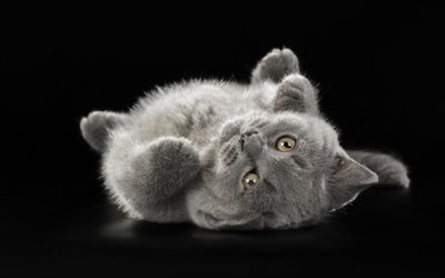 British shorthair kitten, little cute animals, gray kitten, cute little cats