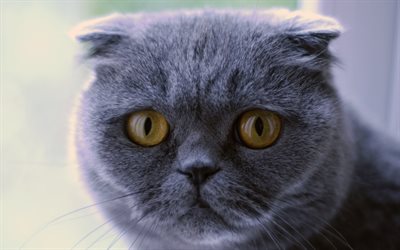 Scottish Fold gato, 4к, gris de pelo corto gato, animales lindos, mascotas, gatos