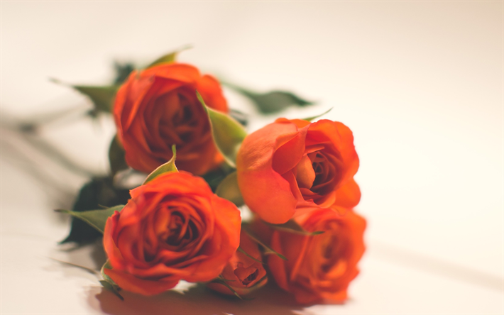 براعم الورود, الورود البرتقالية, جميلة زهور البرتقال, باقة, خلفية الزهور