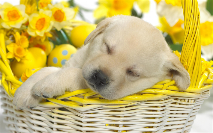 dormir labrador, golden retriever, 4k, peque&#241;o labrador, cachorro, cachorros lindo, las mascotas, los perros labrador, perros, perro perdiguero
