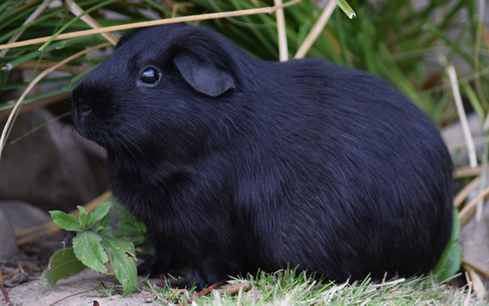 black guinea pig, cute animals, pets, green grass, small decorative animals