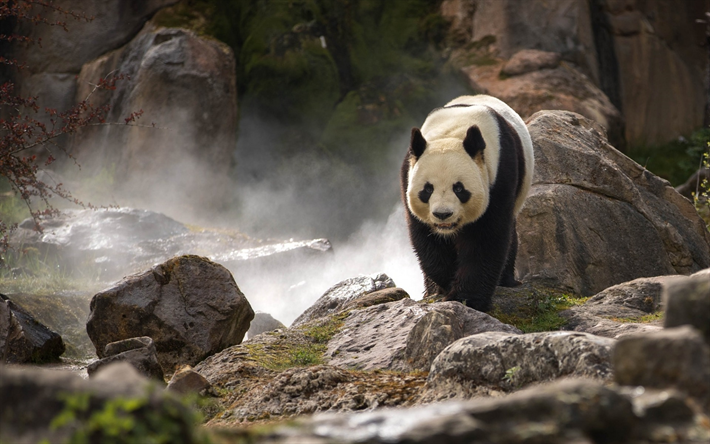 panda, la fauna, el bamb&#250; oso, rocas, animales lindos, osos, China, monta&#241;a, r&#237;o