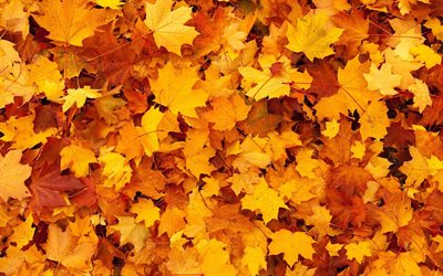 yellow autumn leaves texture, autumn background, yellow leaves, autumn concepts