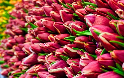 violet tulipes, macro, printemps, fleurs, tulipes, bokeh, fleurs de printemps