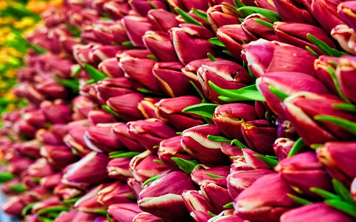 p&#250;rpura tulipanes, macro, primavera, flores de color p&#250;rpura, tulipanes, bokeh, flores de la primavera