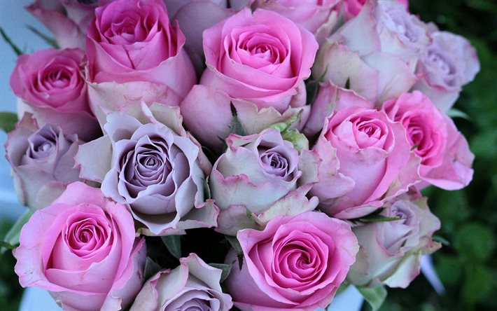 rosa rosor, rosenknoppar, lila rosor, bakgrund med rosor, vacker bukett, rosor