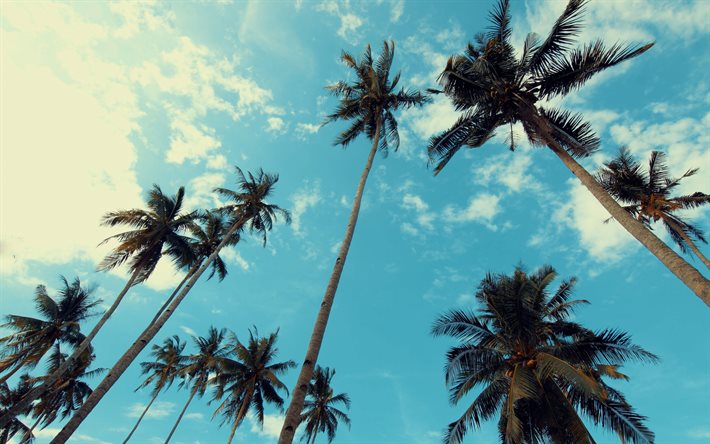 palmujen, trooppinen saari, illalla, palmuja taivasta vasten, palm lehdet, palmuja