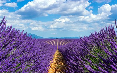 laventeli kentt&#228;, violetti kev&#228;&#228;n kukat, violetti luonnonkasvi, laventeli, Alankomaat