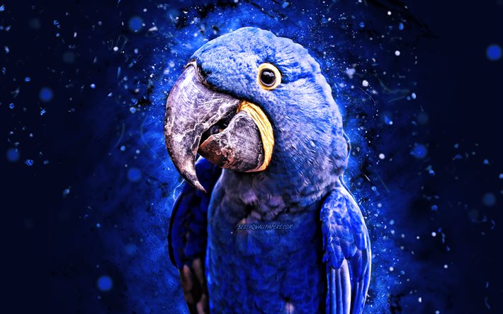 Hyacinth macaw, 4k, blue neon lights, blue parrot, Anodorhynchus hyacinthinus, creative, parrots, macaw, Ara