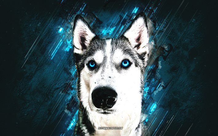 Husky, hund, blå stenbakgrund, husky blå ögon, Siberian Husky, vacker hund
