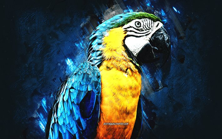 Arara azul e amarela, lindo papagaio, arara, papagaio amarelo azul, Arara azul e dourada, papagaios, fundo de pedra azul, arte do grunge
