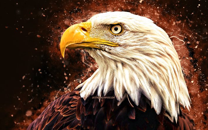 Aquila calva, 4k, luci al neon marroni, simbolo USA, creativo, uccelli del Nord America, Aquila, Haliaeetus leucocephalus, aquila calva 4K