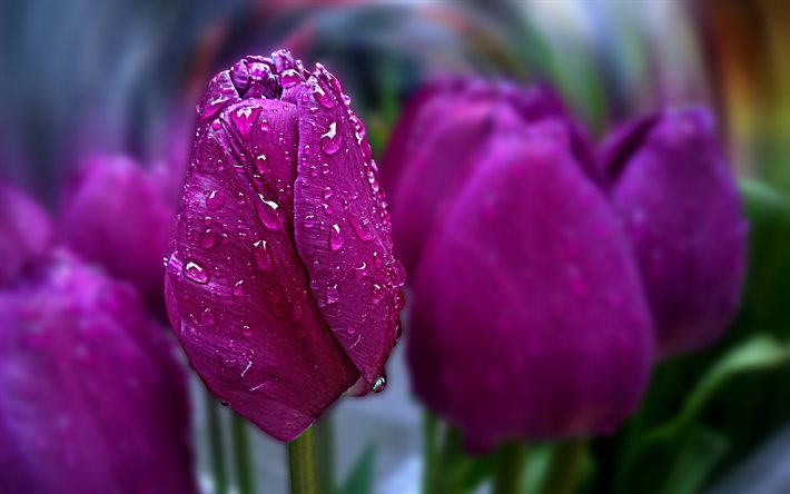 4k, tulipani viola, rugiada, primavera, fiori viola, bokeh, fiori primaverili, macro, tulipani, festa della donna felice, bellissimi fiori