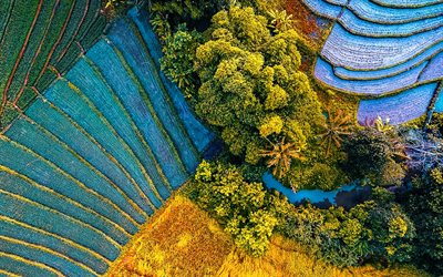 rice fields, aerial view, China, summer, beautiful nature, agriculture concepts