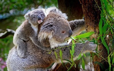 koalas, cub, eucalyptus, trees, wildlife