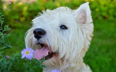 west highland white terrier, white puppy, portrait, small white dog, breed of Scottish dogs