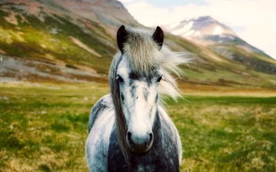 アイスランドの馬, 山々, 馬, 近, 野生動物, アイスランド