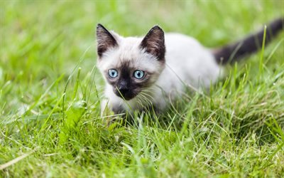 Siamese, lawn, pets, kitten, cute animals, cats, Siamese Cat