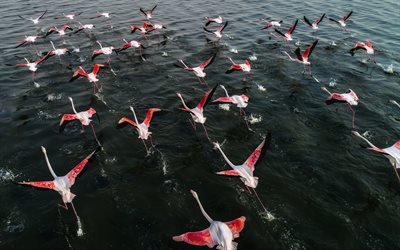 flamingo, bandada de p&#225;jaros, el despegue, el lago, el volar de los p&#225;jaros